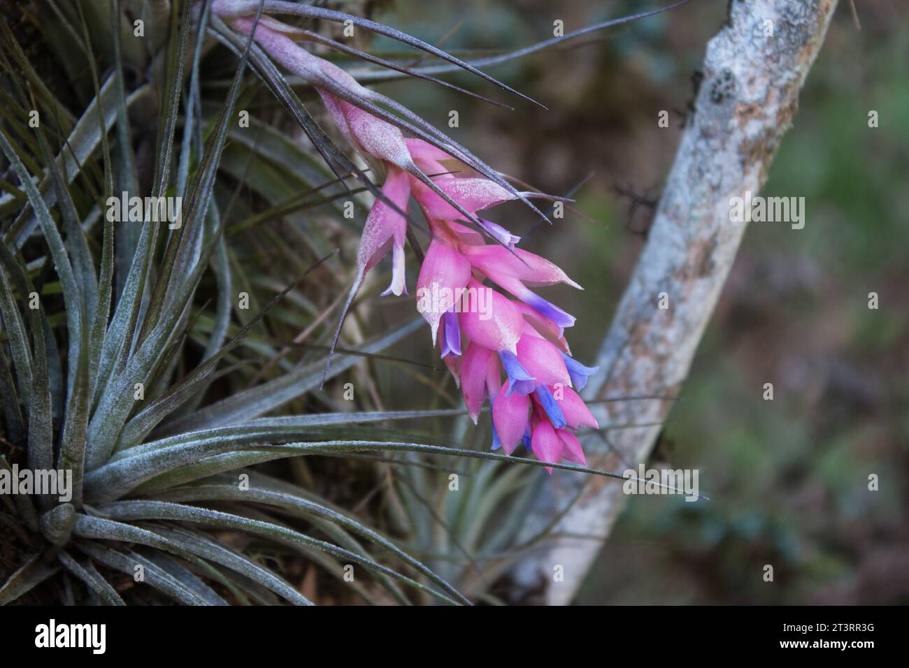 Tillandsia aeranthos plant,  bromeliad, air plant on a tree on a natural background Stock Photo