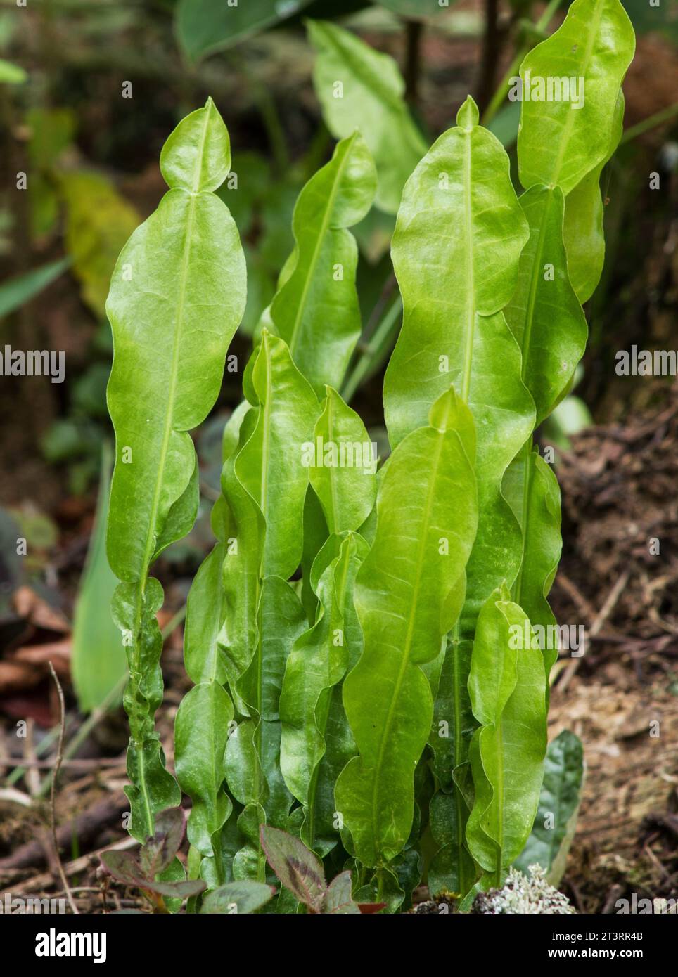 Baccharis trimera, Carqueja plant on natural background Stock Photo