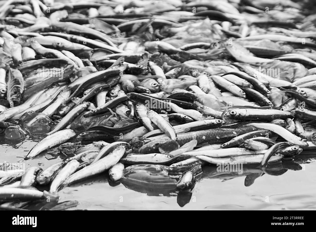anchovies caught by fishermen in the morning in the sea Stock Photo Alamy