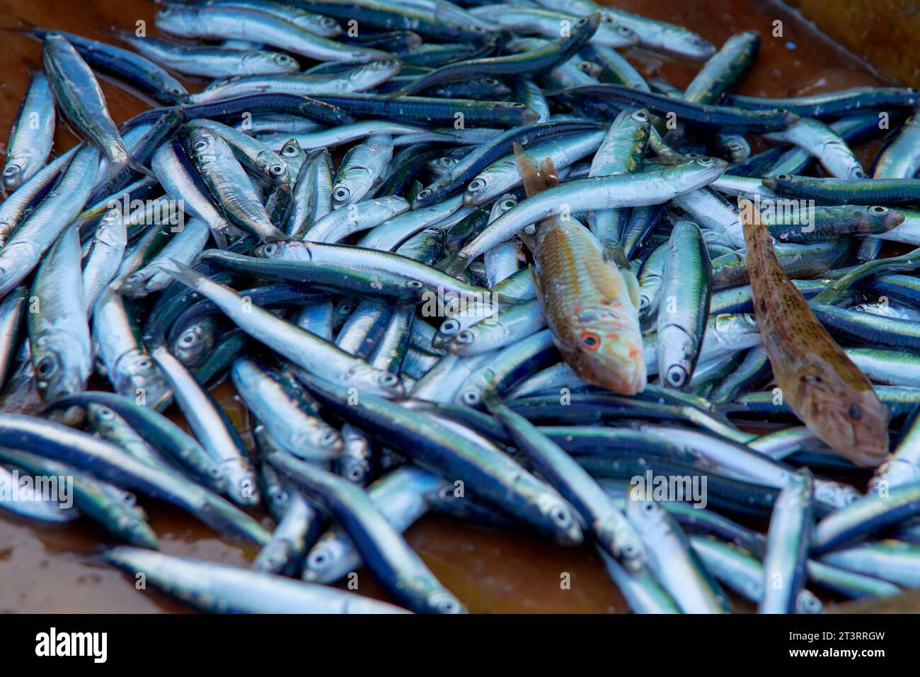 Anchovies fishing hi-res stock photography and images - Alamy