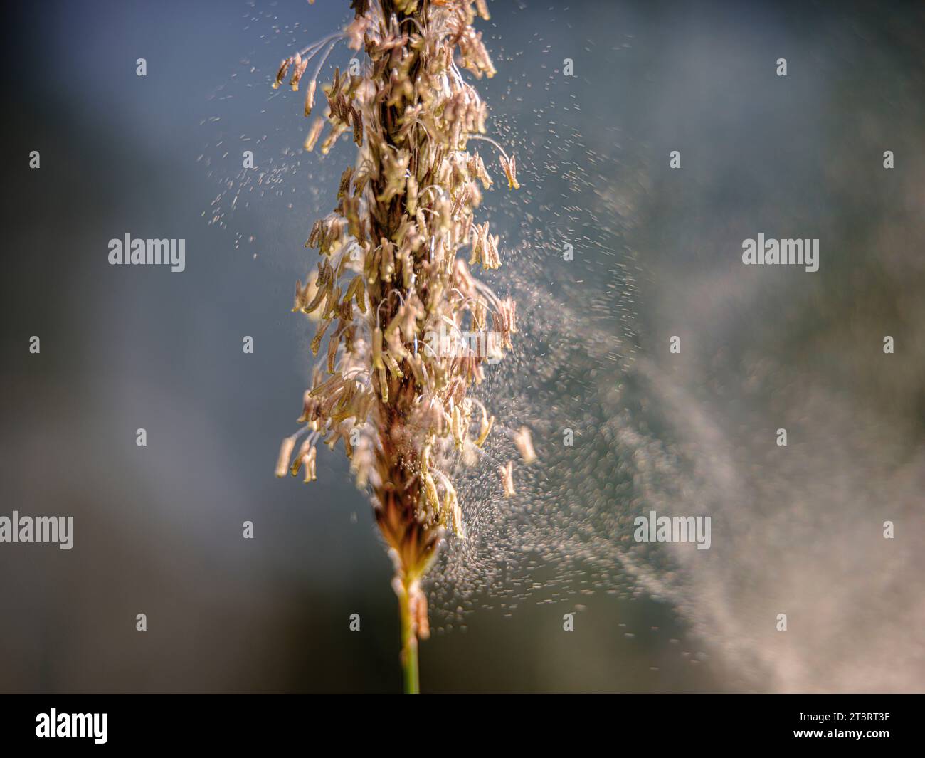 Meadow foxtail grass wafting in the breeze with movement and blur sending its pollen into the air -  South East UK Stock Photo