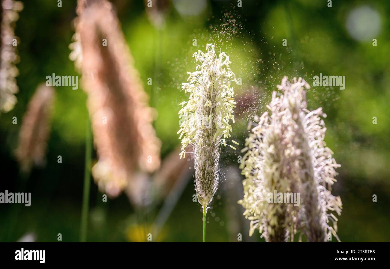 Meadow foxtail grass wafting in the breeze with movement and blur set against a summer blue sky in South East UK Stock Photo