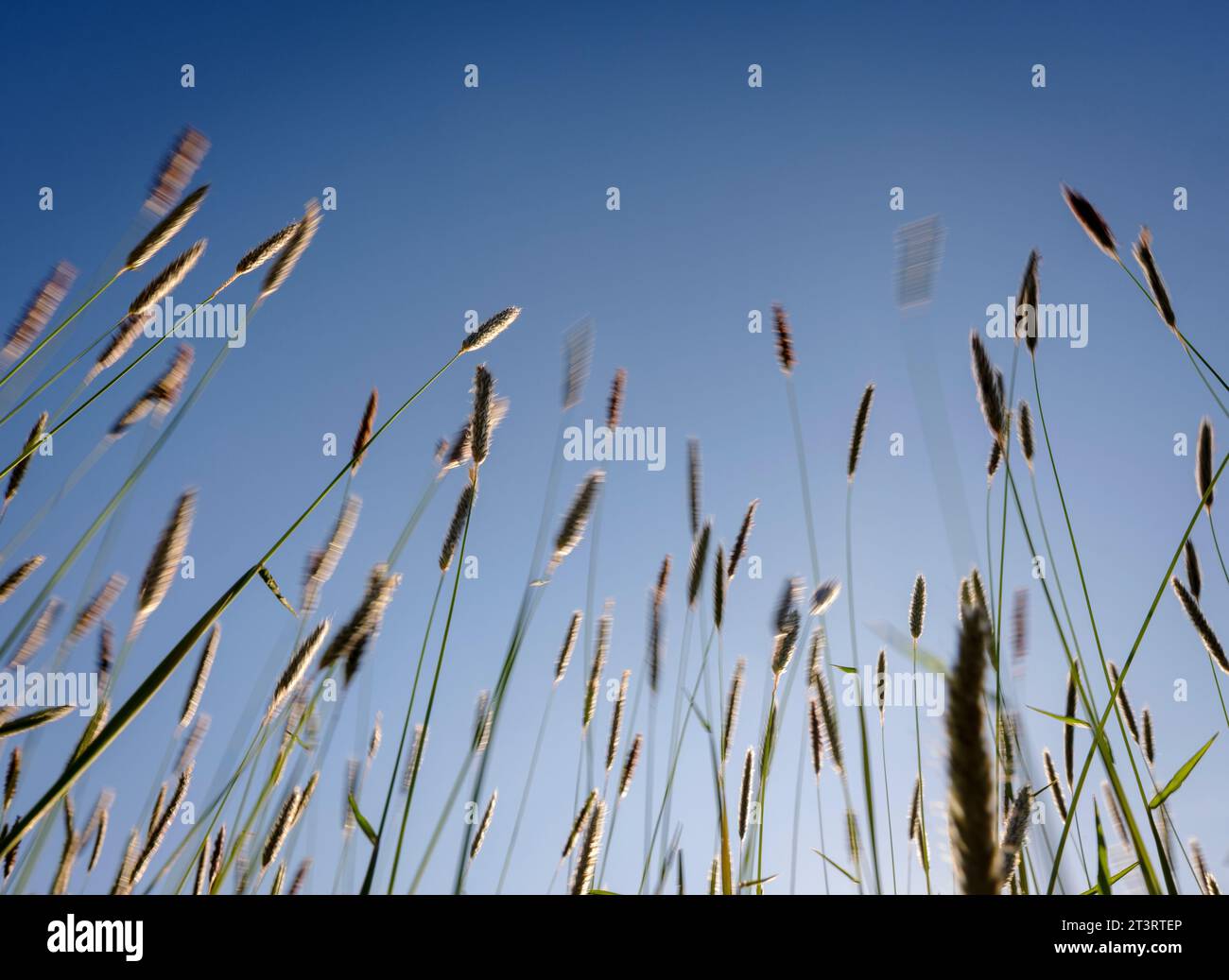 Meadow foxtail grass wafting in the breeze with movement and blur set against a summer blue sky in South East UK Stock Photo