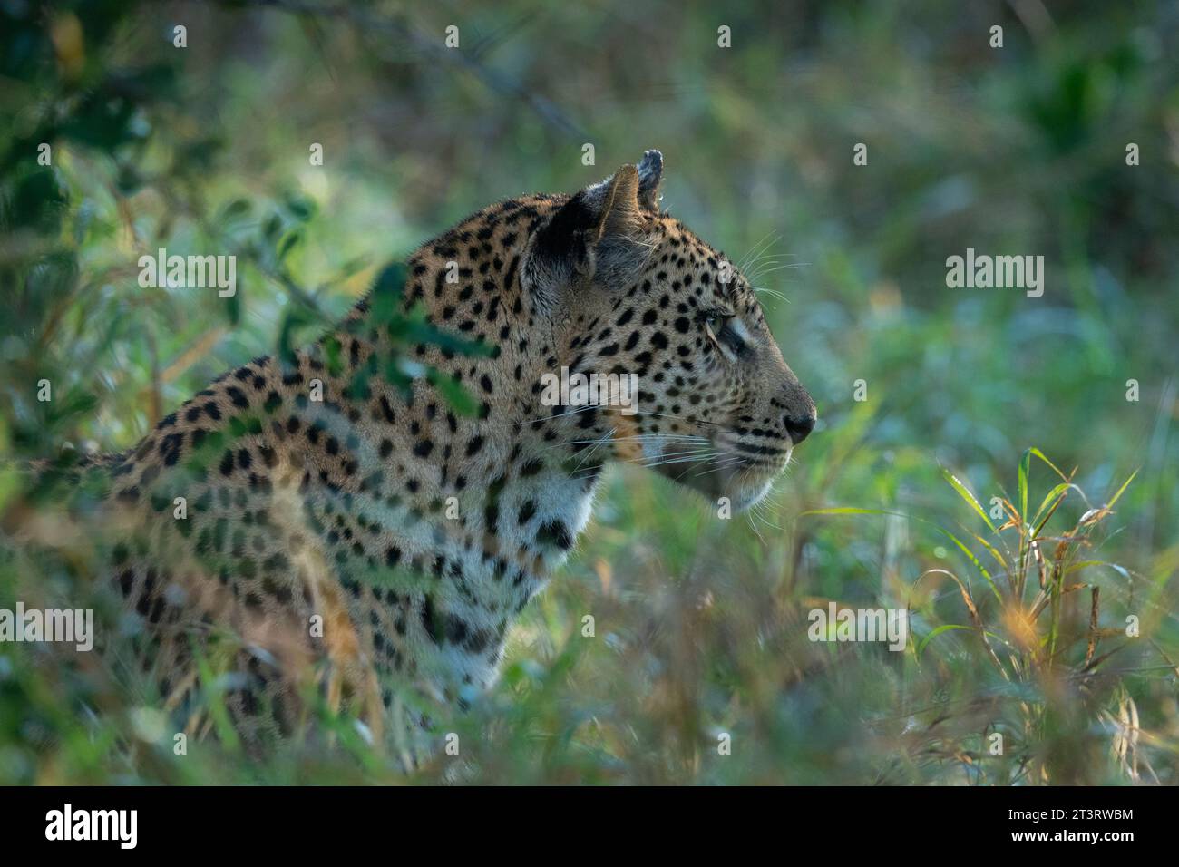 Leopard (Panthera pardus), Sabi Sands Game Reserve, South Africa. Stock Photo
