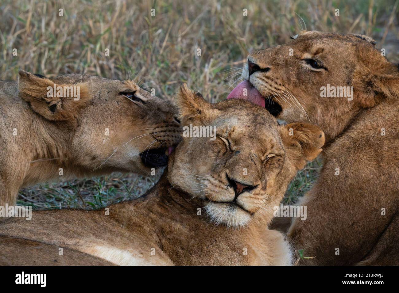 Lion pride (Panthera leo), Sabi Sands Game Reserve, South Africa. Stock Photo
