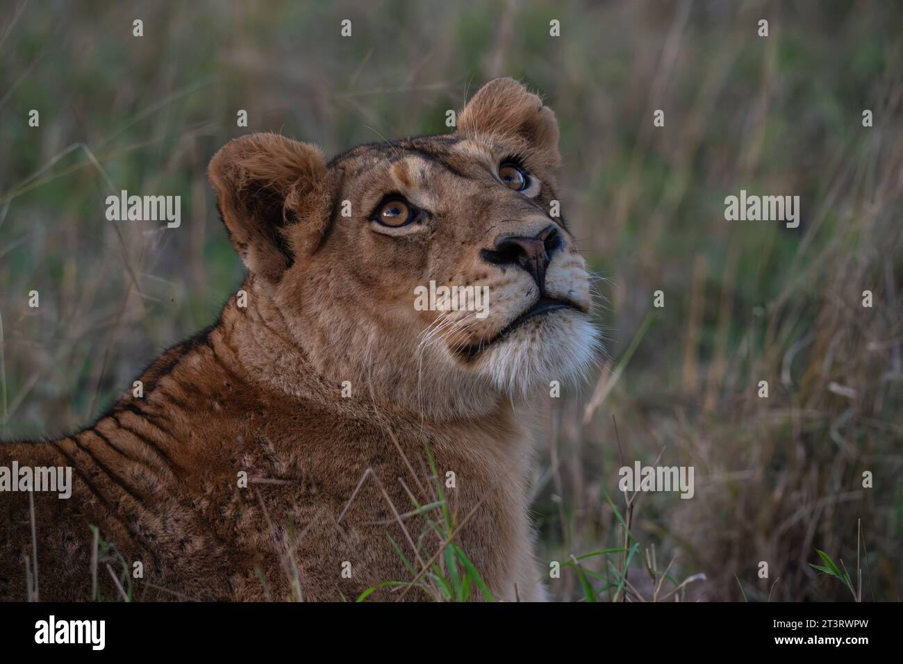 Lioness (Panthera leo), Sabi Sands Game Reserve, South Africa. Stock Photo