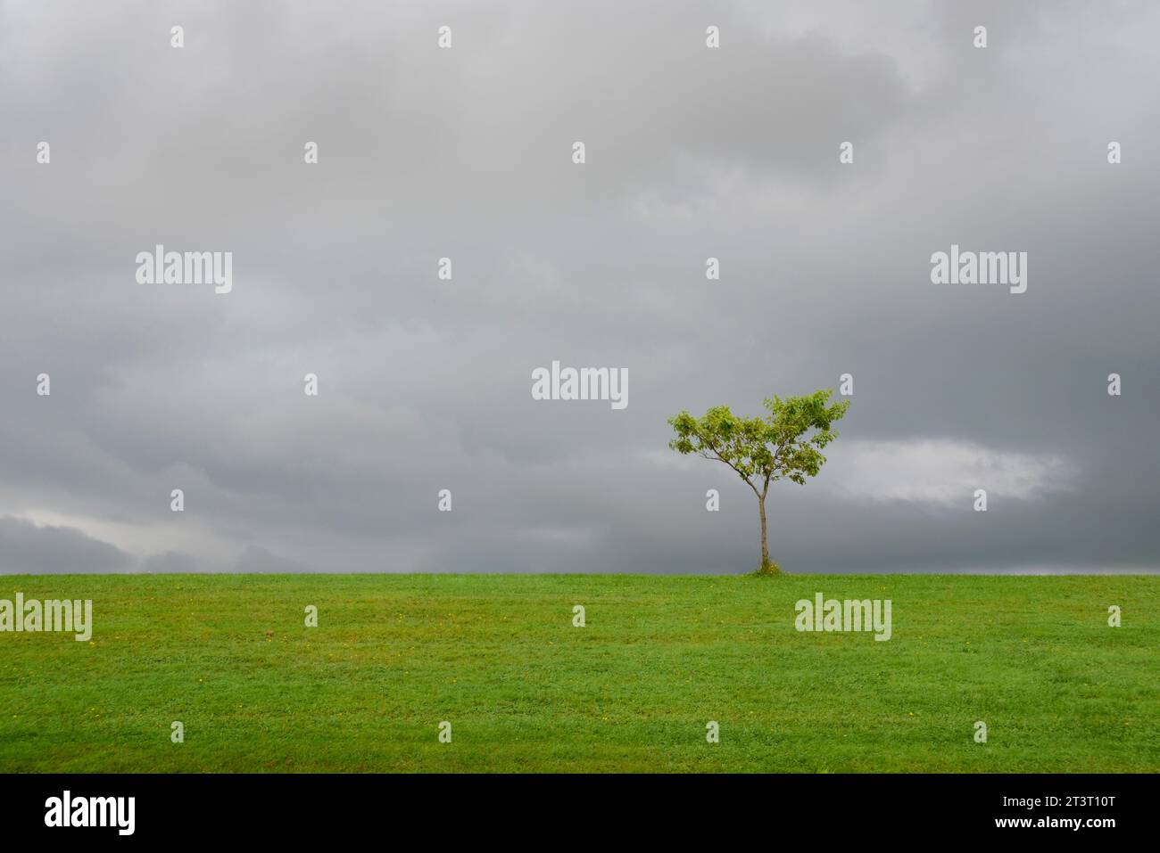 Lone tree in a grassy field on an overcast day.. Stock Photo