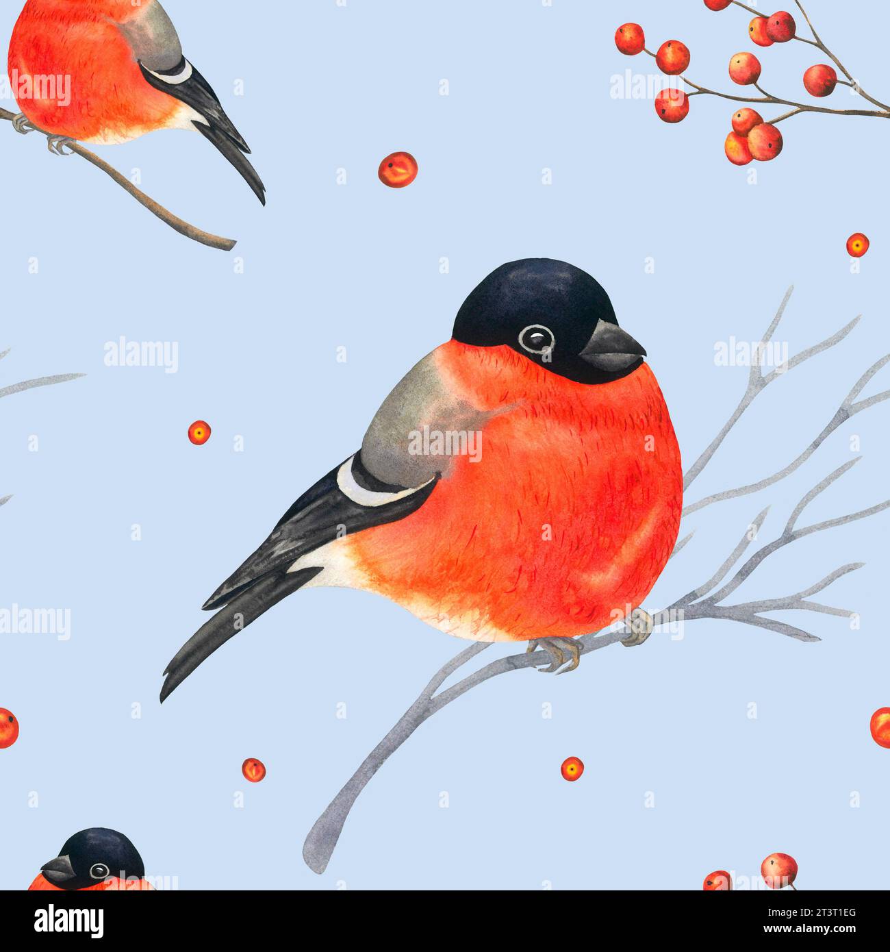 Bullfinch watercolor pattern with branches and red berries. Hand drawn ...