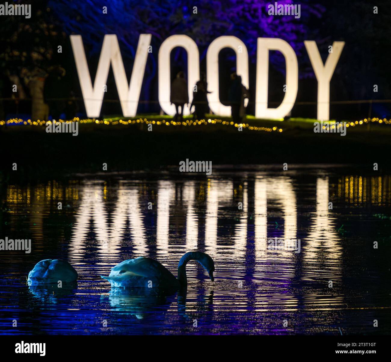 Gosford Estate, East Lothian, Scotland, UK, 26th October 2023. Wondrous Woods Illuminations event: visitors enjoy the night event in the grounds of Gosford House. Pictured: the resident swans in the lake do not appear to be disturbed by the lights. Credit: Sally Anderson/Alamy Live News Stock Photo