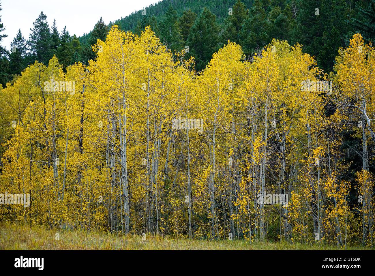 Changing Aspen leaves against a backdrop of vibrant green pines at Golden Gate Canyon State Park in Colorado. Stock Photo