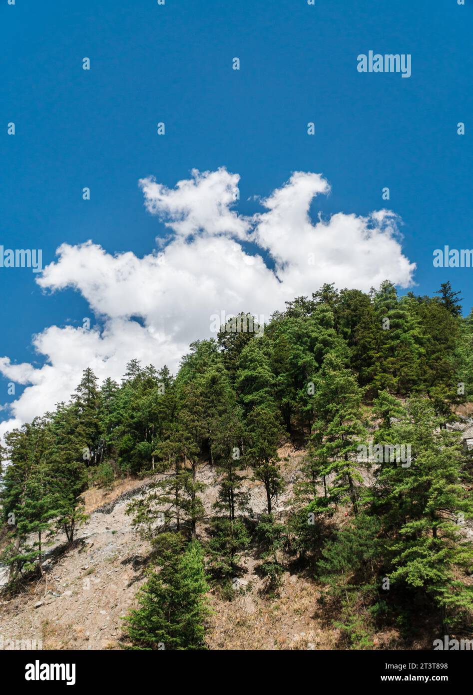 The forest under the blue sky and white clouds Stock Photo - Alamy