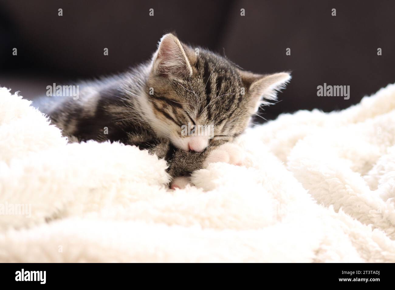 heartwarming image captures the essence of tranquility as a tiny, adorable kitten peacefully slumbers. The soft, innocent face of the kitten radiates Stock Photo