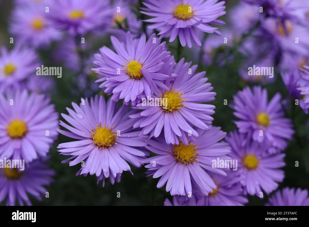 delightful array of aster flowers comes together to form a stunning floral display. Stock Photo