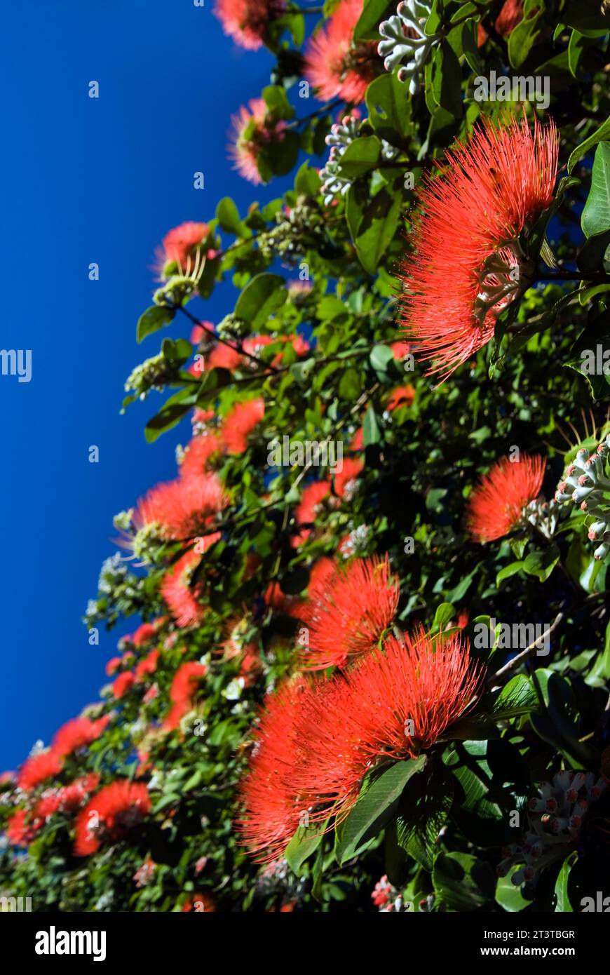 Close up view of pohutukawa flower in bloom against blue sky Stock Photo