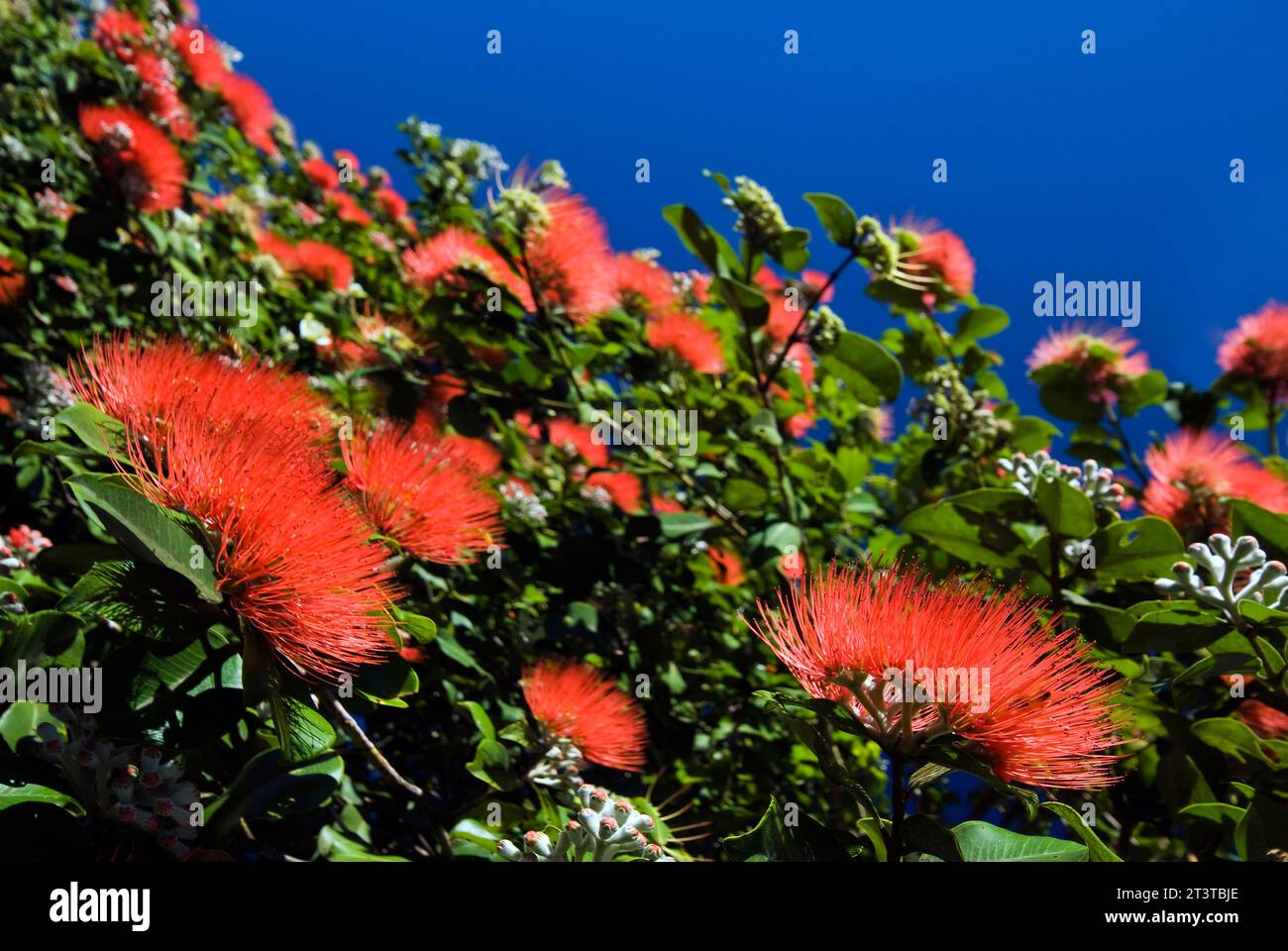Close up view of pohutukawa flower in bloom against blue sky Stock Photo