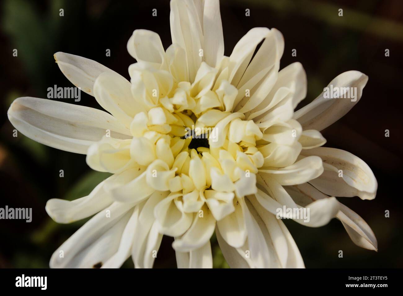White Chrysanthemum Flower, a plant from the Asteraceae family, cultivated in a cut flower production system by producers in the city of Holambra, kno Stock Photo
