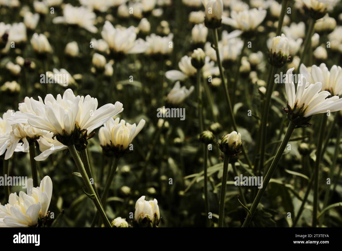White Chrysanthemum Flowers, a plant from the Asteraceae family, cultivated in a cut flower production system by producers in the city of Holambra, kn Stock Photo