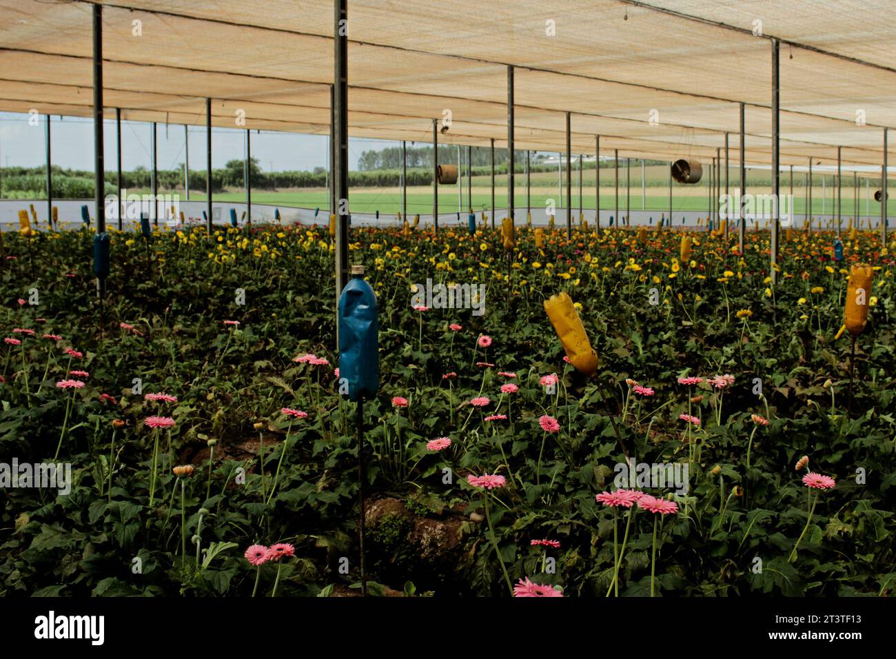 Cultivation of pink, yellow and orange gerbera flowers in a seedling nursery of a cut flower production system, in the city of Holambra. Stock Photo