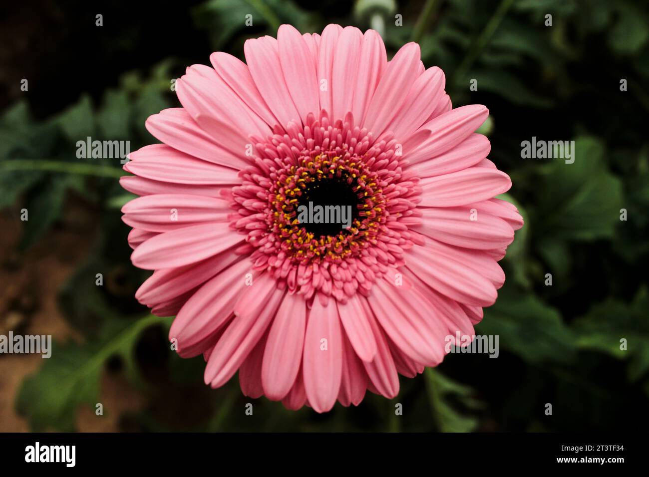 Gerbera flower, pink in color, plant from the Asteraceae family