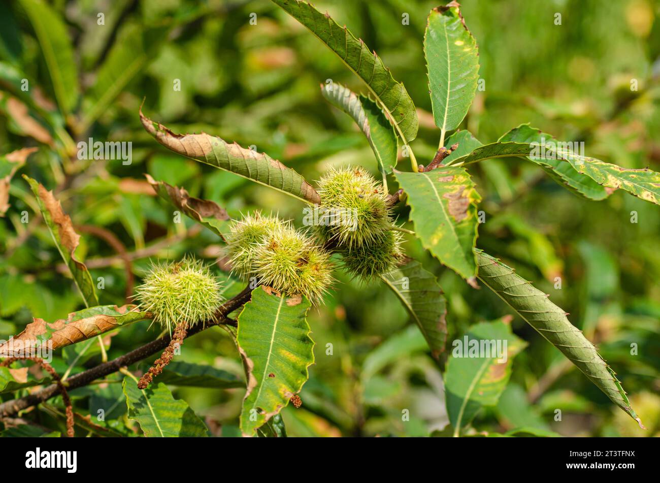 Branch of spanish chestnut hi-res stock photography and images - Alamy