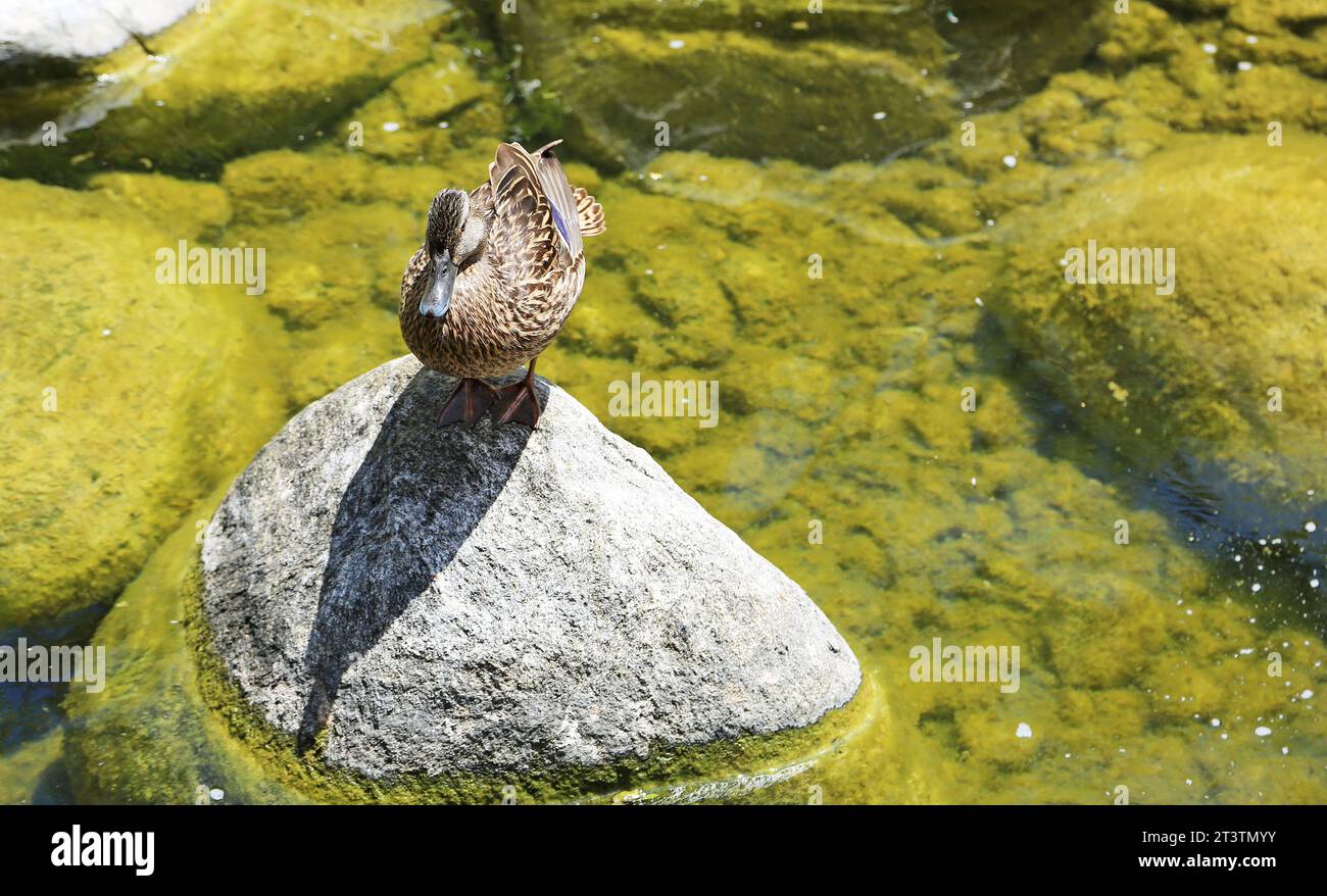 Female duck on the rock Stock Photo