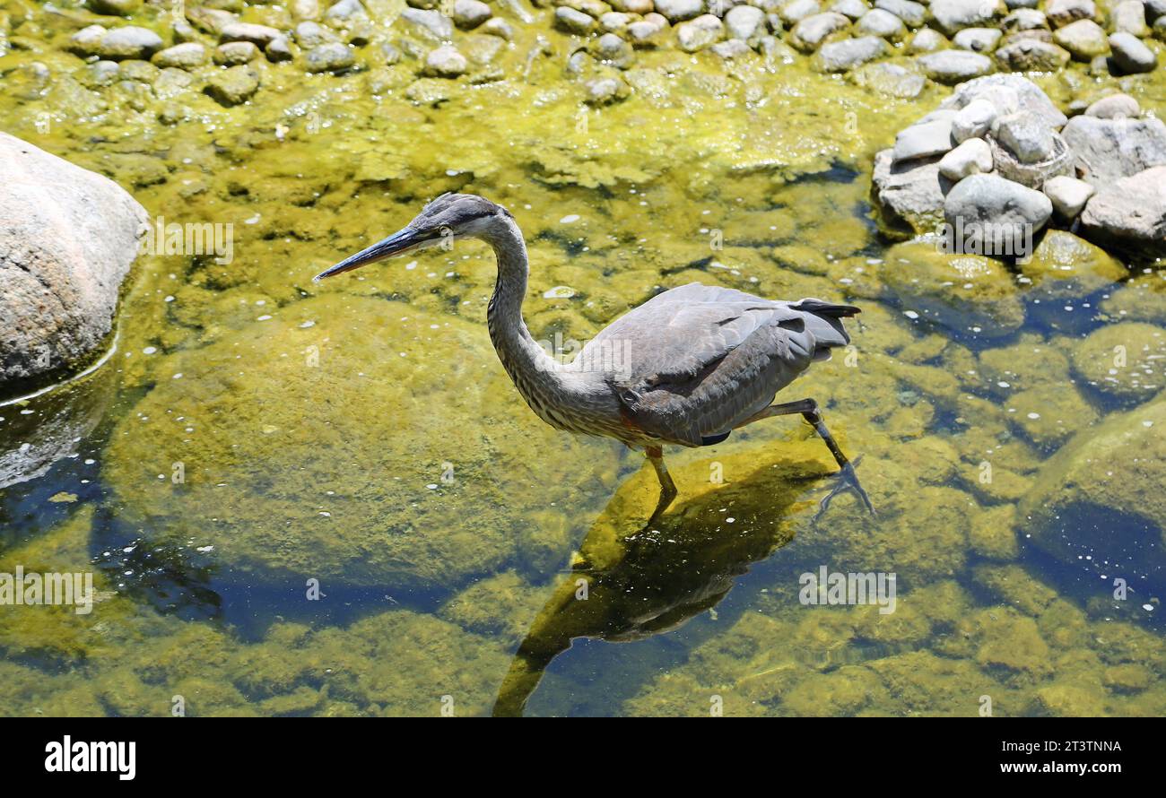 Wading Heron Stock Photo