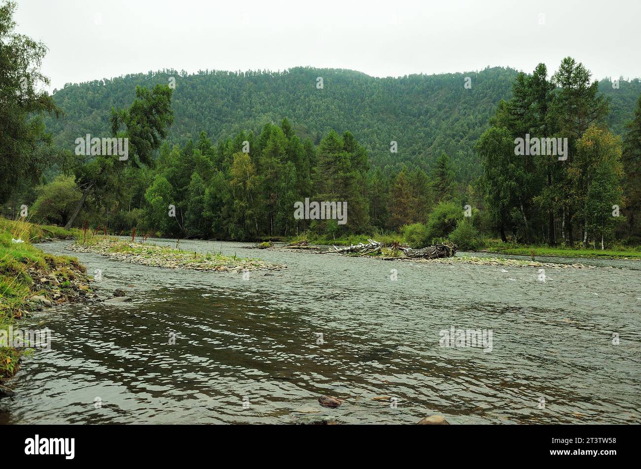 Stone islands in the middle of the channel of a small river flowing through a dense forest at the foot of high mountains on a cloudy summer day. Sema Stock Photo