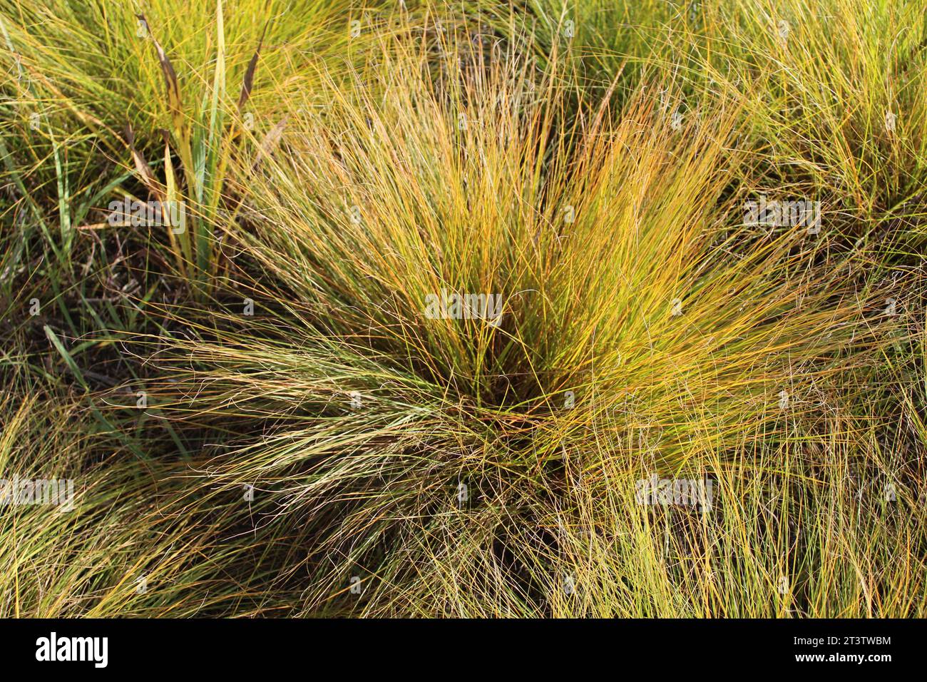 Closeup of prairie dropseed grass in autumn at Linne Woods in Morton Grove, Illinois Stock Photo