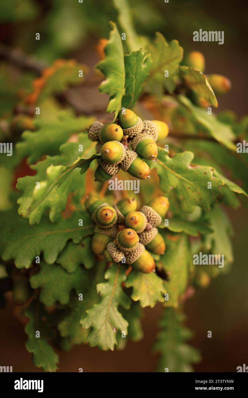 acorns and oak leaf Stock Photo