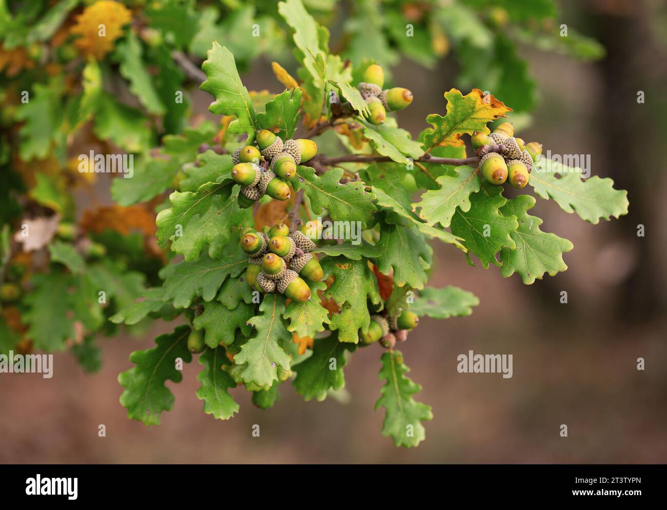 acorns and oak leaf Stock Photo