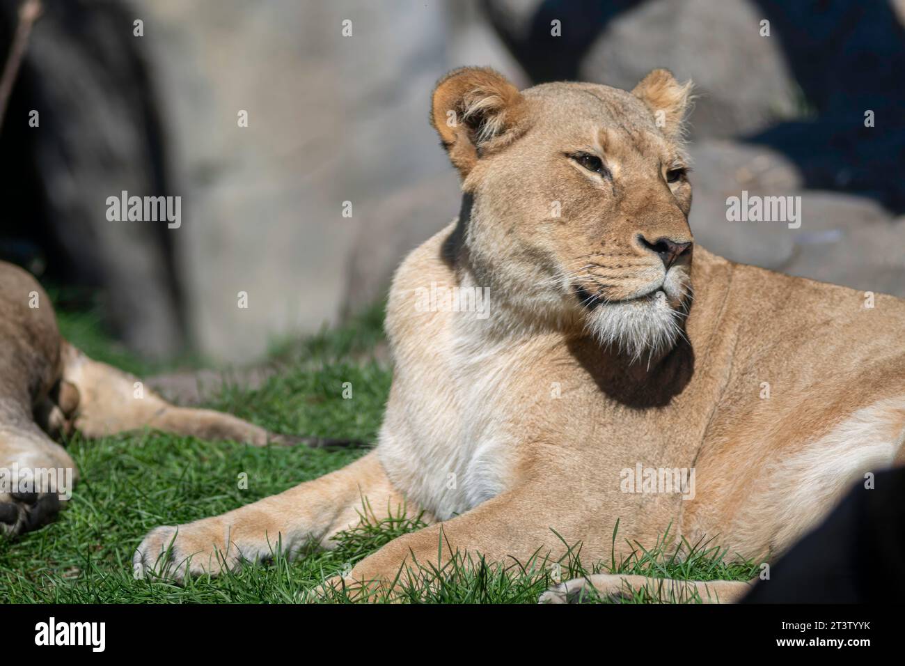 Isolated close up high resolution portrait of a single African lion ...