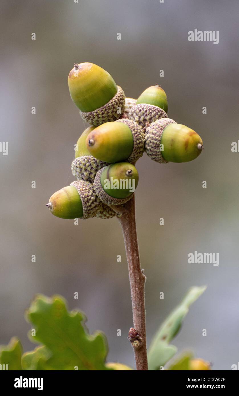 acorns and oak leaf Stock Photo