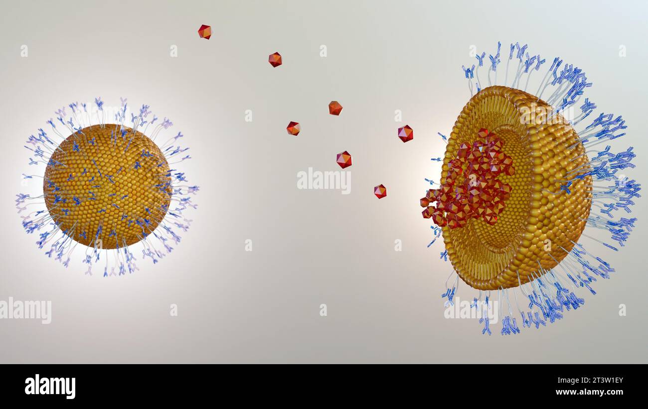 Antibody-modified liposomes, immuno-liposomes, can deliver encapsulated drugs to cells via the interaction of cell surface proteins with antibodies 3d Stock Photo