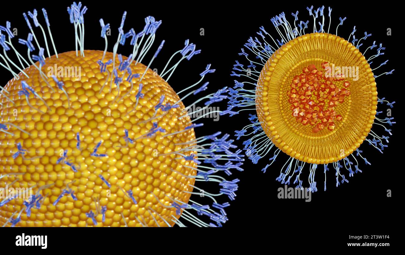 Antibodymodified liposomes, immunoliposomes, can deliver encapsulated