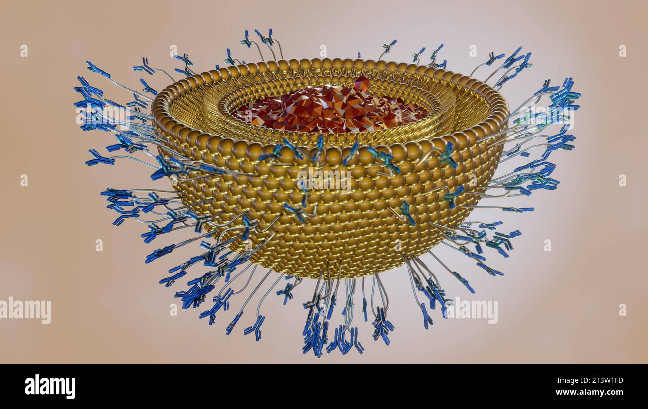 Antibodymodified liposomes, immunoliposomes, can deliver encapsulated