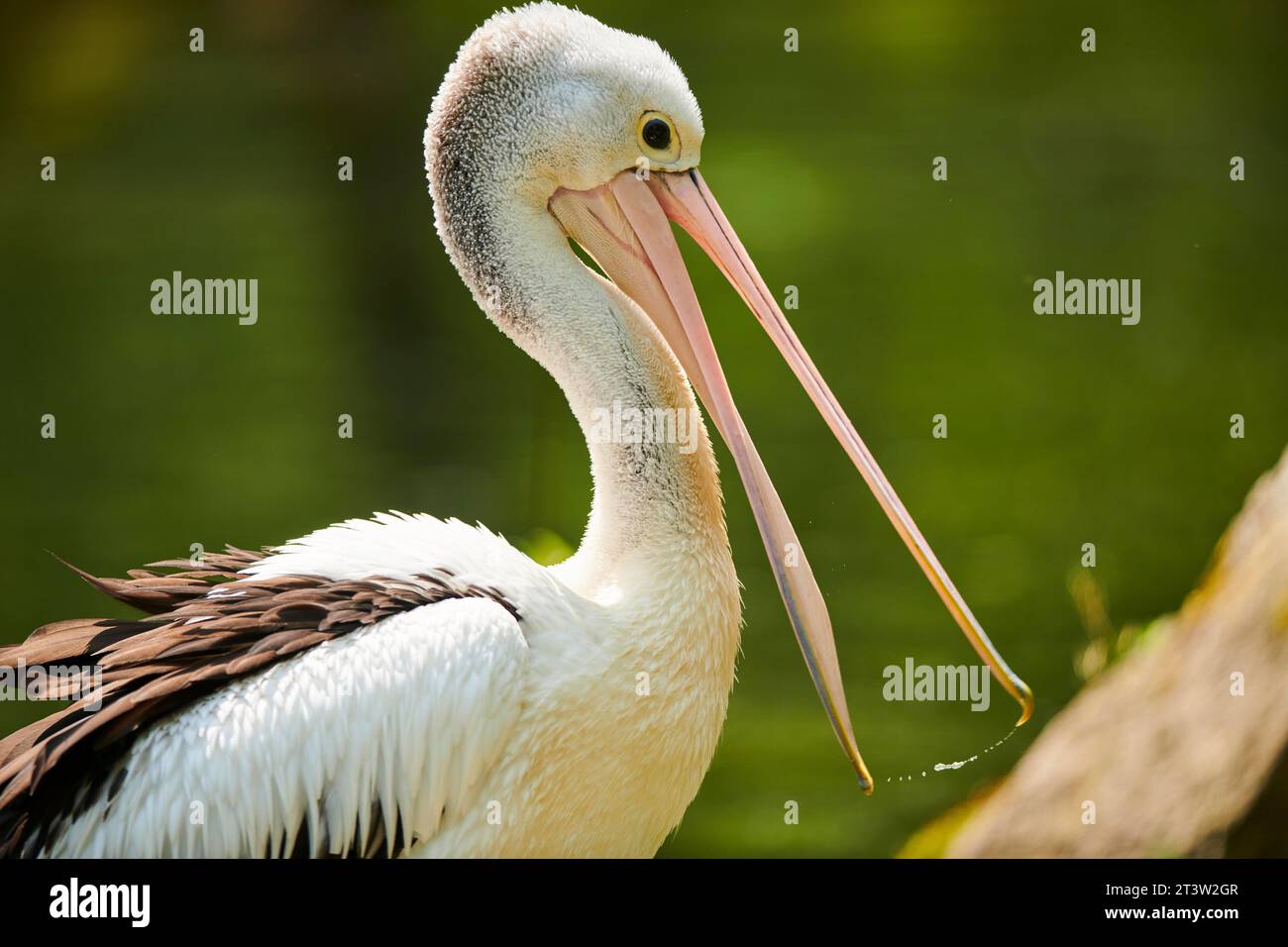 Australian pelicans (Pelecanus conspicillatus), portrait, captive