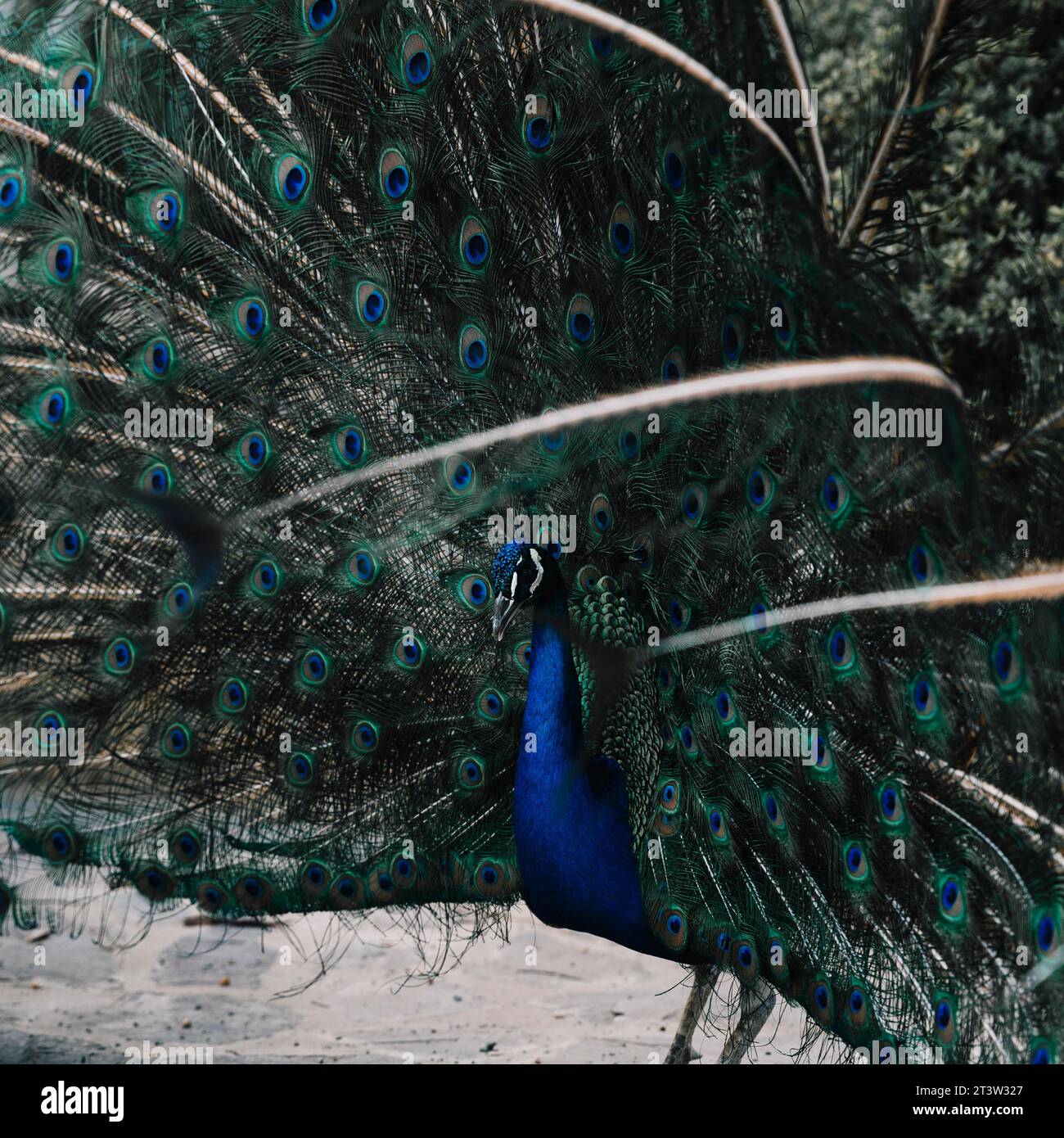 Portrait beautiful peacock Stock Photo