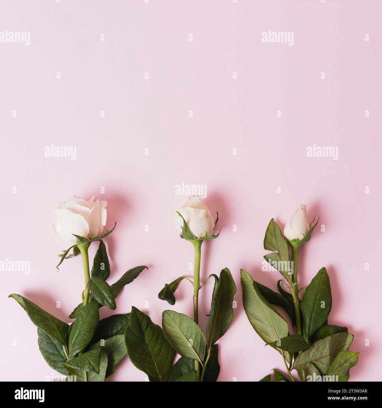 Sequences blooming white roses pink background Stock Photo