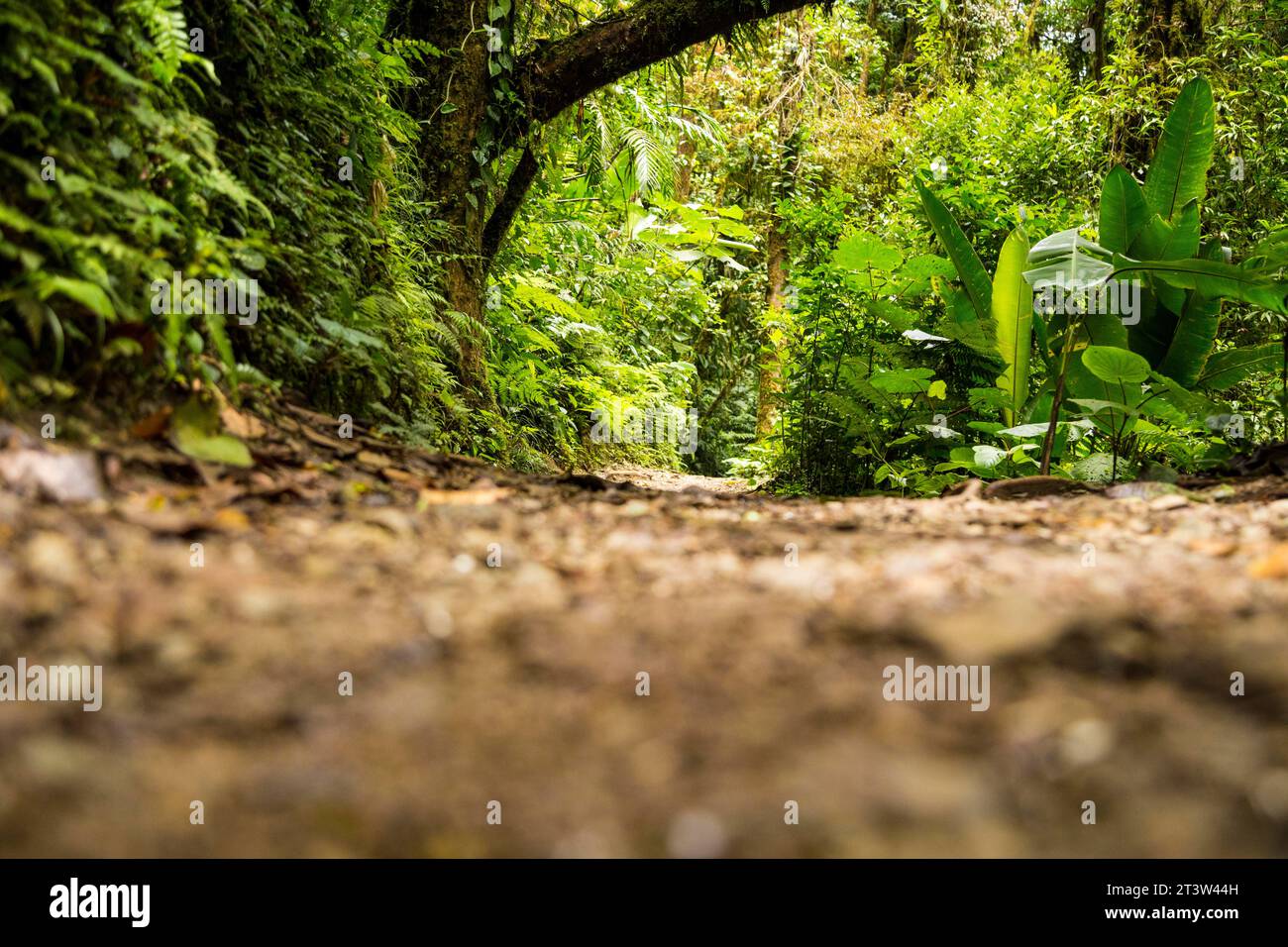 View green rainforest during rainy season Stock Photo