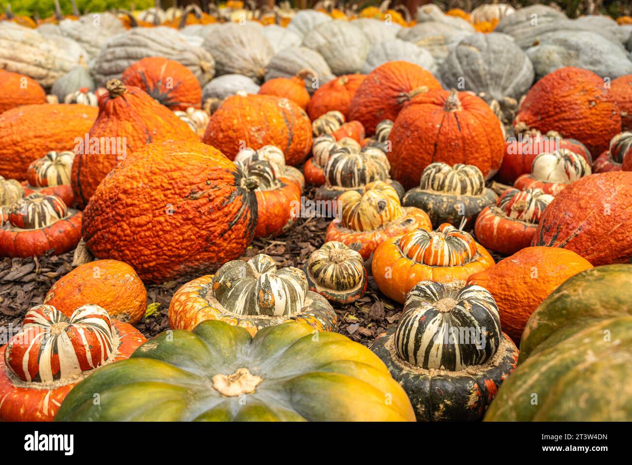 A wide variety of pumpkins on display at the Atlanta Botanical Garden in Midtown Atlanta, Georgia. (USA) Stock Photo