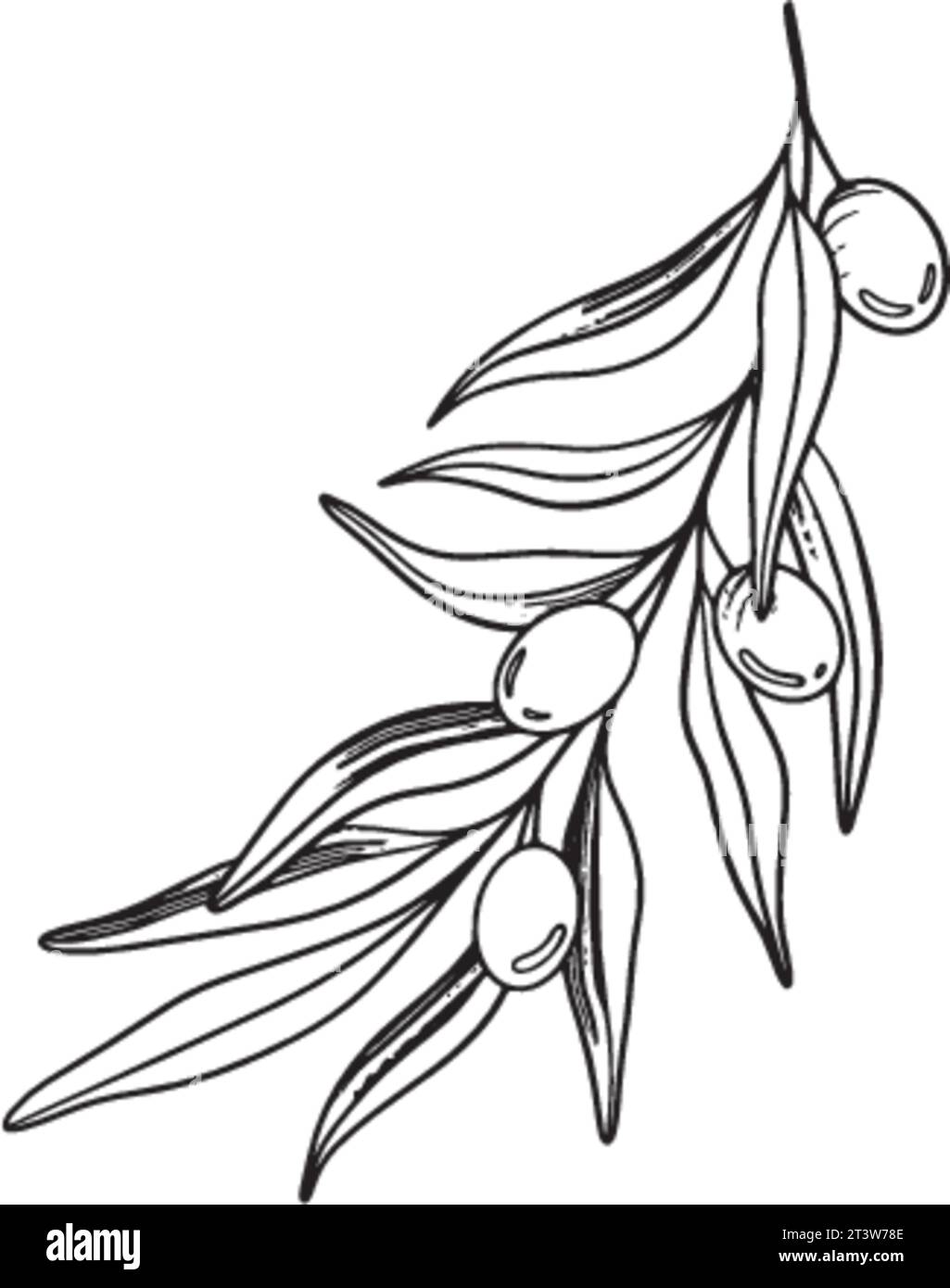 Sketch of olive branch with berries and leaves. Hand drawn vector line ...
