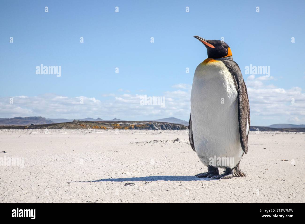 A King Penguin, Aptenodytes patagonicus, on Yorke Bay beach, near Stanley in The Falkland Islands. Stock Photo