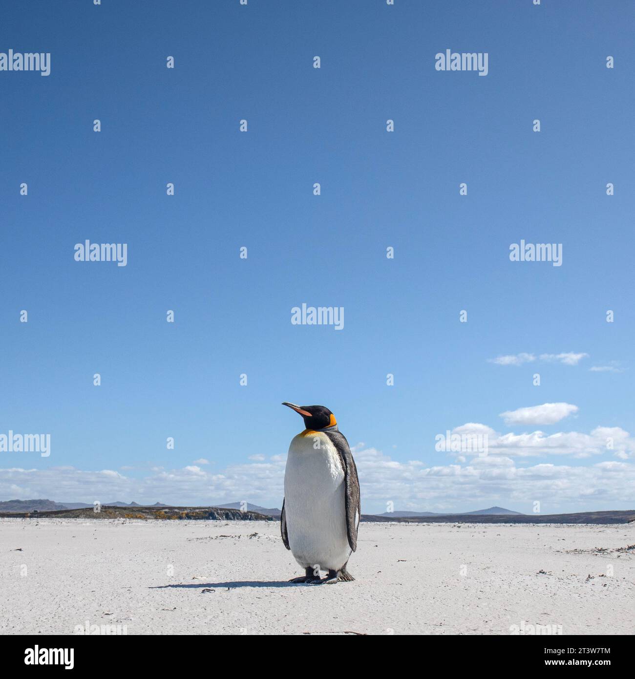 A King Penguin, Aptenodytes patagonicus, on Yorke Bay beach, near Stanley in The Falkland Islands. Stock Photo