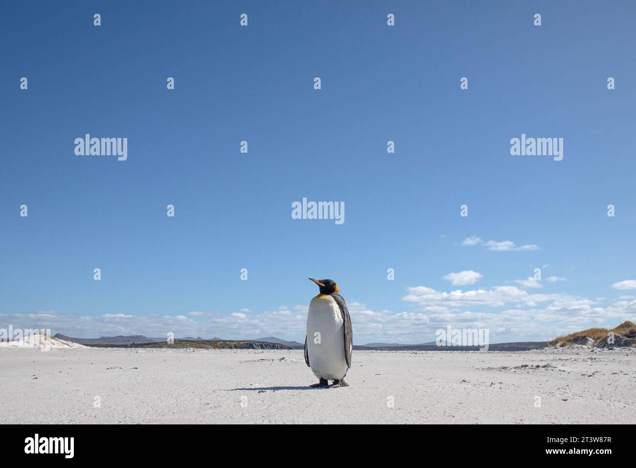 A King Penguin, Aptenodytes patagonicus, on Yorke Bay beach, near Stanley in The Falkland Islands. Stock Photo
