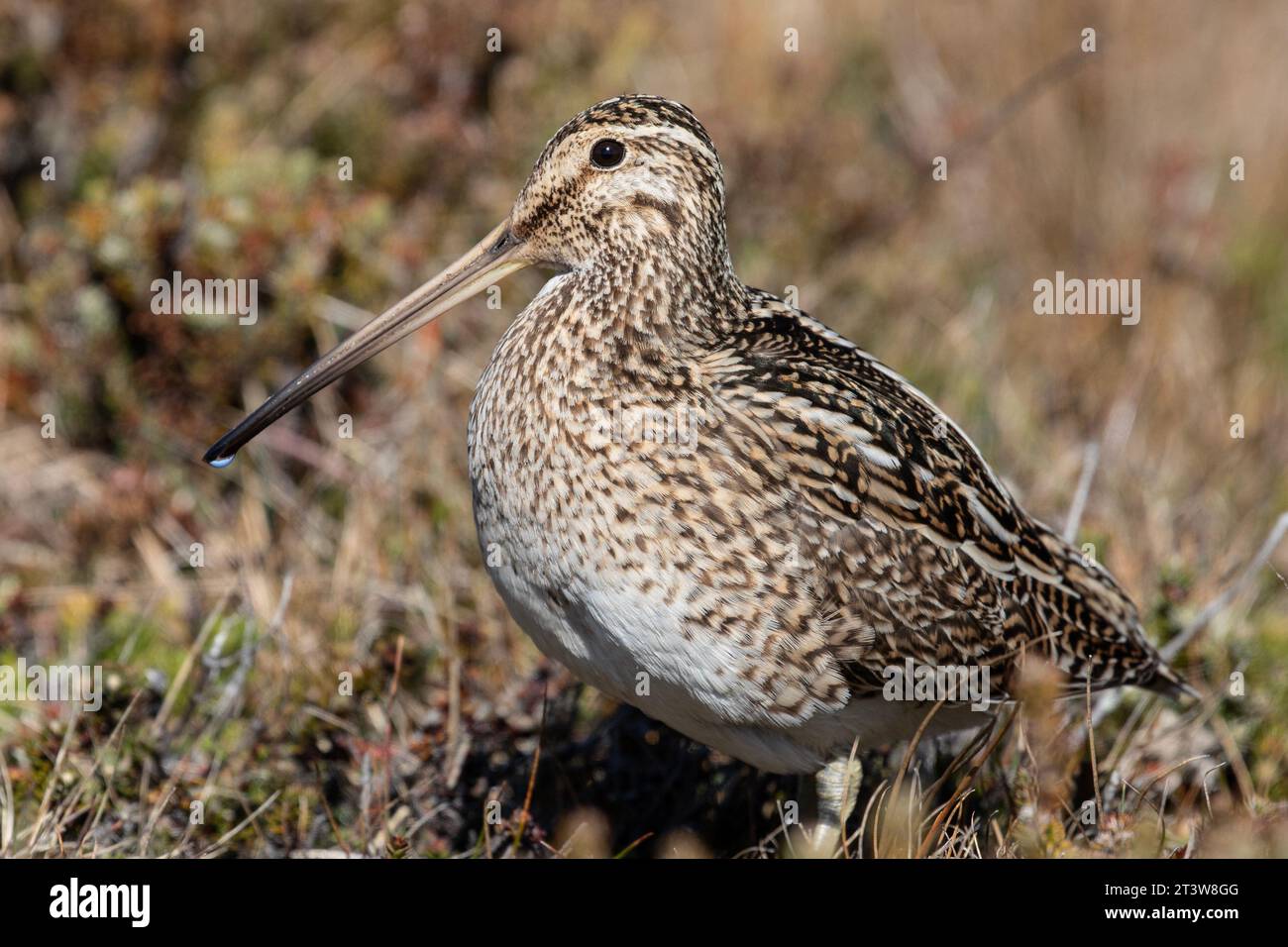 A South American Snipe, Gallinago paraguaiae, sitting in Diddle Dee plants in the Falkland Islands. Stock Photo