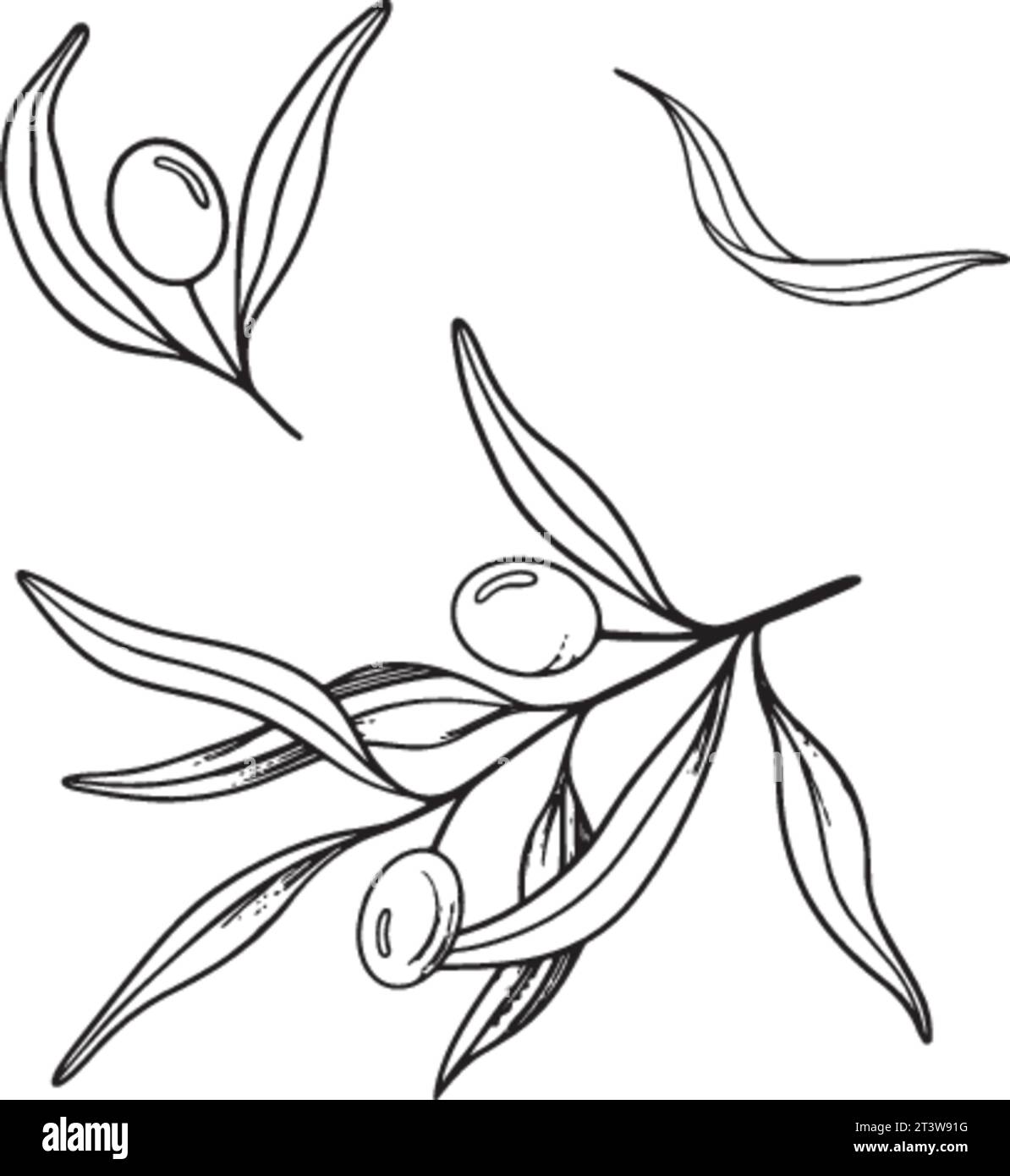 Sketch set of olive branch with berries and leaves. Hand drawn vector ...