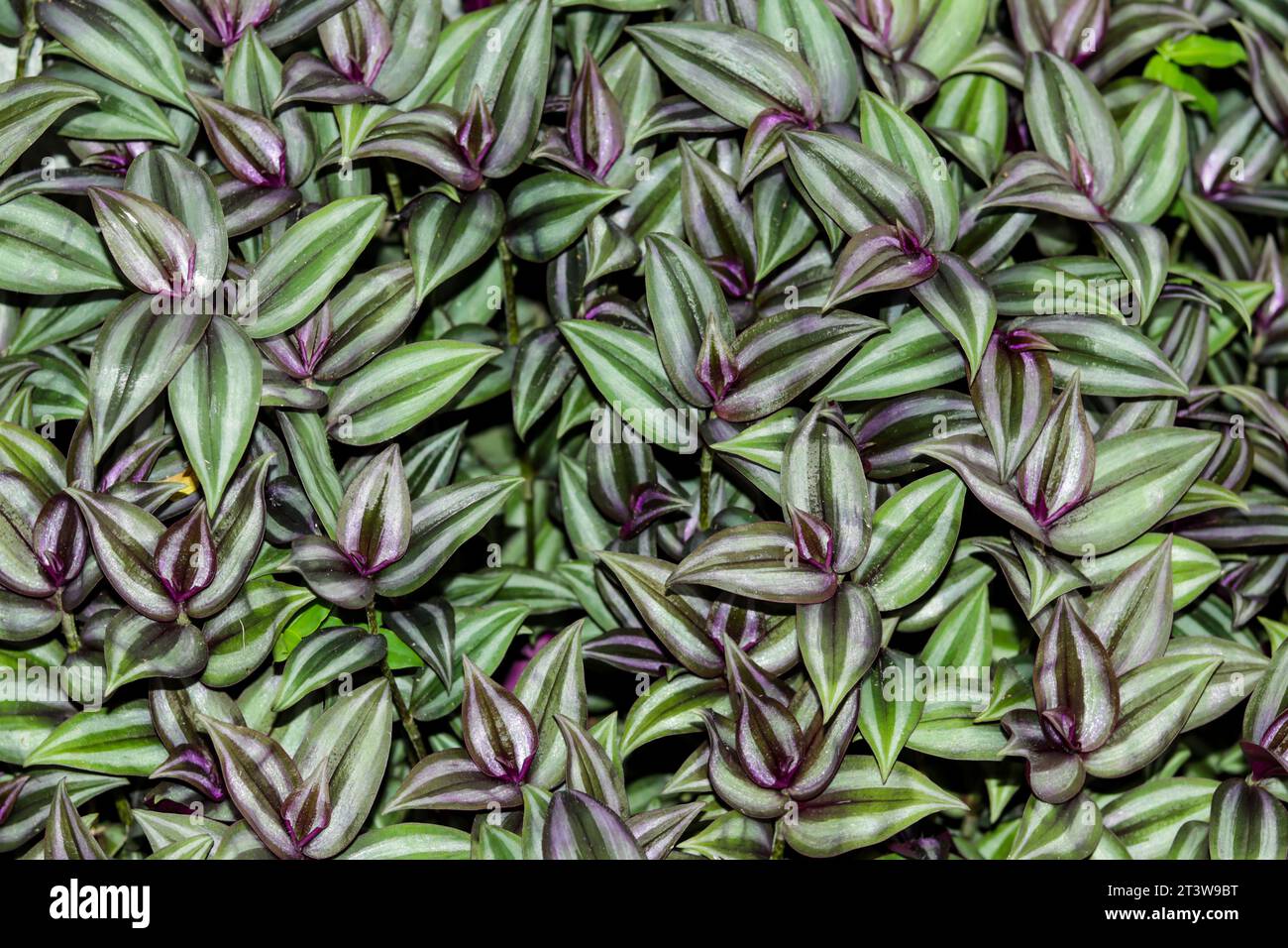 Inchplant is equally popular for pretty colors, wandering, creeping growth pattern Stock Photo