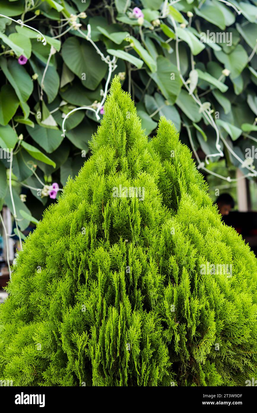 Platycladus orientalis, sometimes known as a Thuja orientalis is an evergreen conifer with flat sprays of fragrant foliage of yellow and gold, evergre Stock Photo