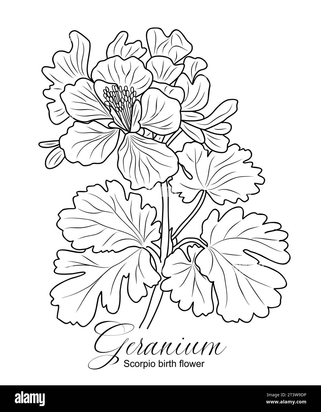 Geranium flower line art vector drawing isolated.  Stock Vector