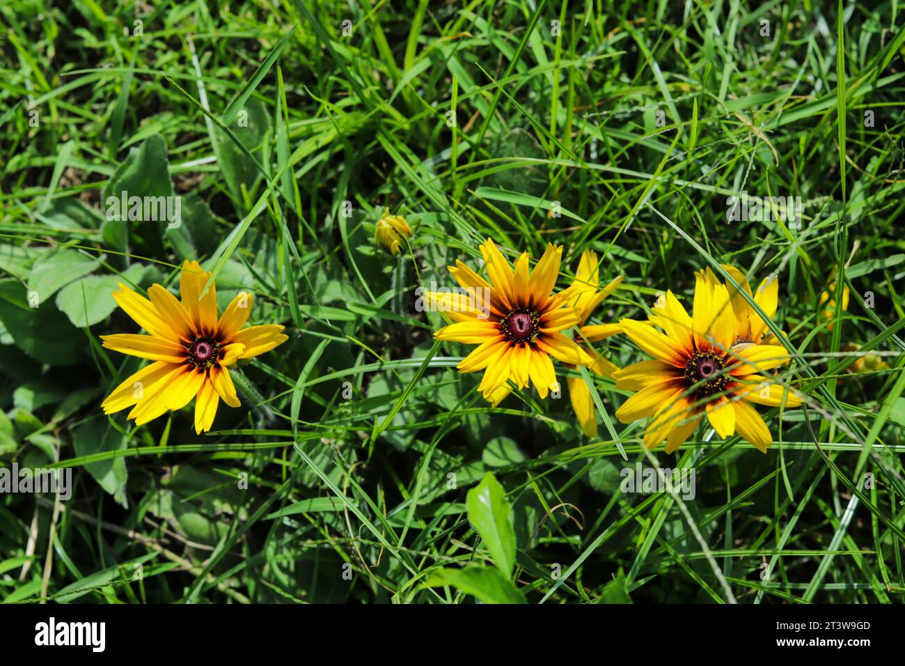 The black-eyed Susan flower Rudbeckia hirta is versatile, heat and drought-tolerant included in many landscapes. Black-eyed Susan plants bring a coars Stock Photo